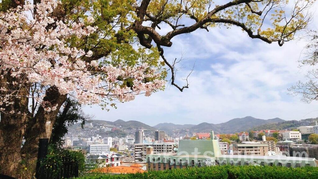 グラバー園の桜